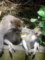 Affen auf Bali.